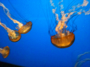 jellyfish animation